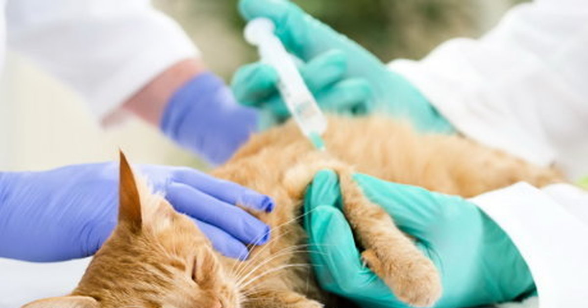 Коронавирус у кошки: 115 фото видимых признаков и своевременное распознание заболевания