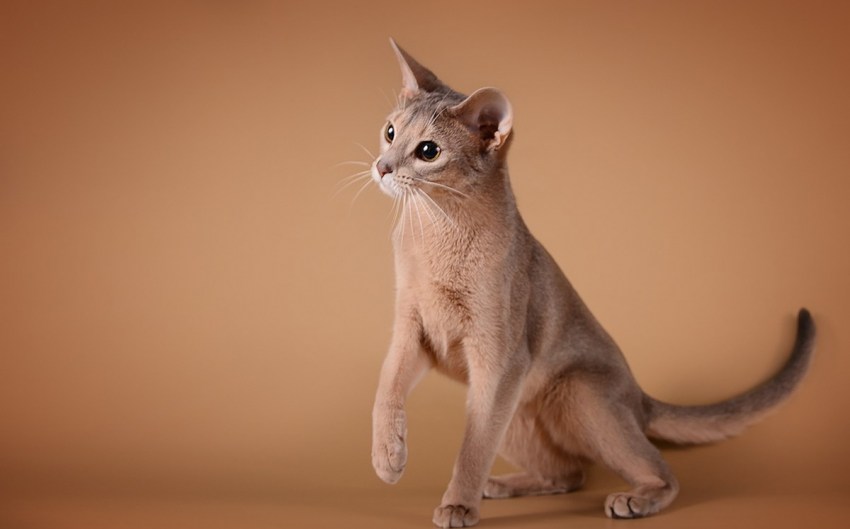 Тайская кошка — история породы, характер, 130 фото, видео описание породы и особенности выбора котят