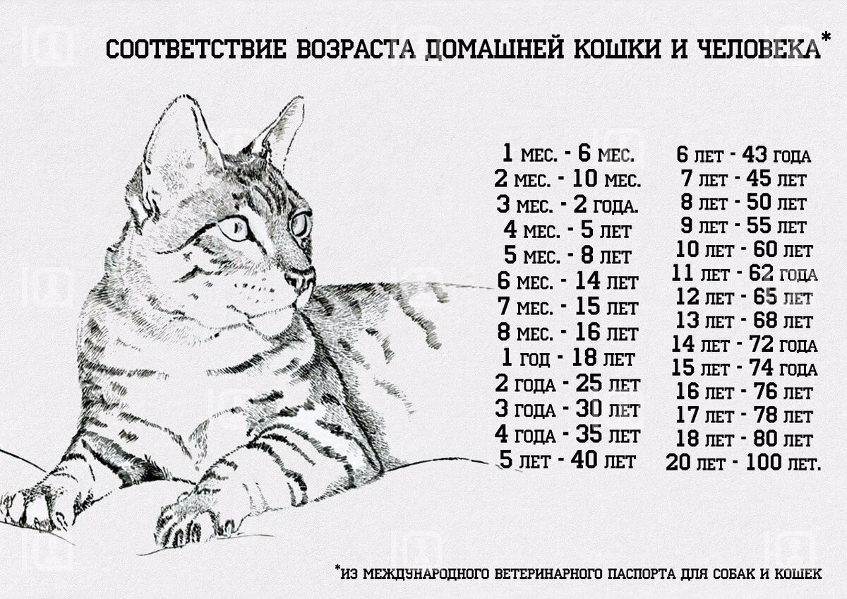 Возраст кошки по человеческим меркам - таблица. сопоставление возраста кошки и человека - animallist.ru