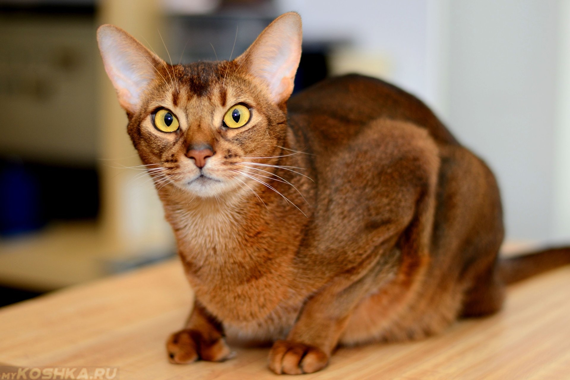 Ничего от них не утаишь: 4 породы кошек с большими ушами