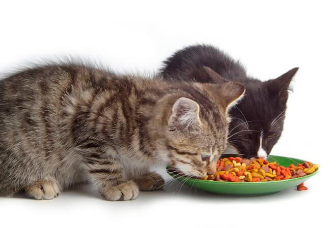 Чем нельзя кормить кошек: список полезных и вредных продуктов