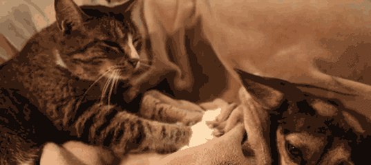 Почему кошка ложится на человека: причины и народные приметы