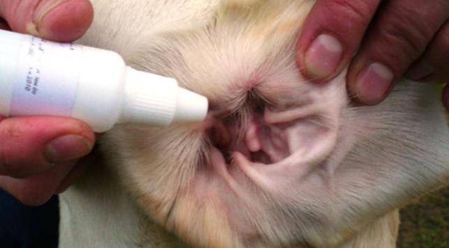 Ушной клещ у собак - признаки, лечение, профилактика