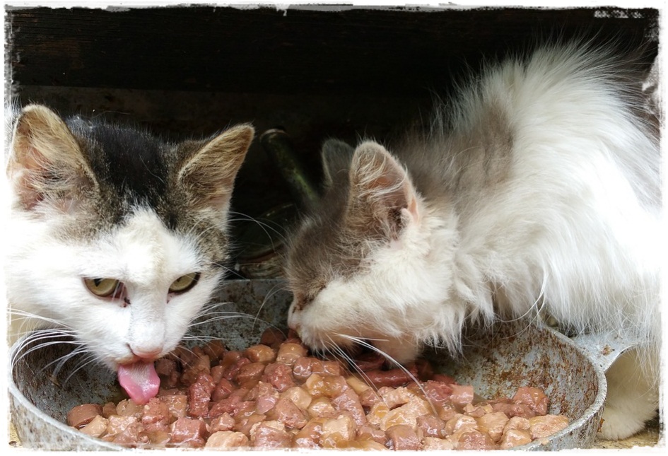 Можно ли кормящую кошку кормить влажным кормом