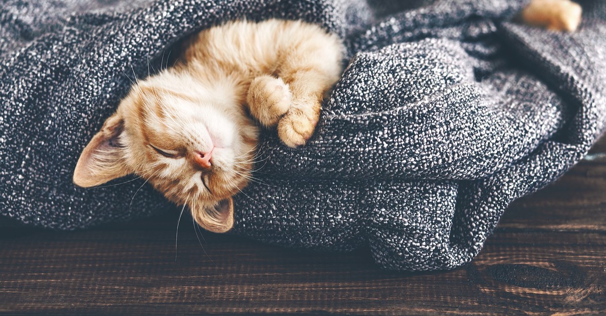 6 причин, почему кошка все время прячется под обеялом
