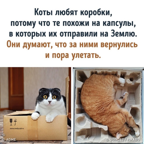 4 причины, по которым кошки без ума от коробок и пакетов