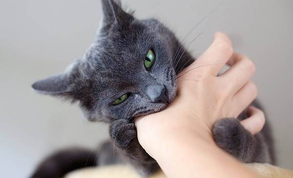 Признаки бешенства у кошек: симптомы