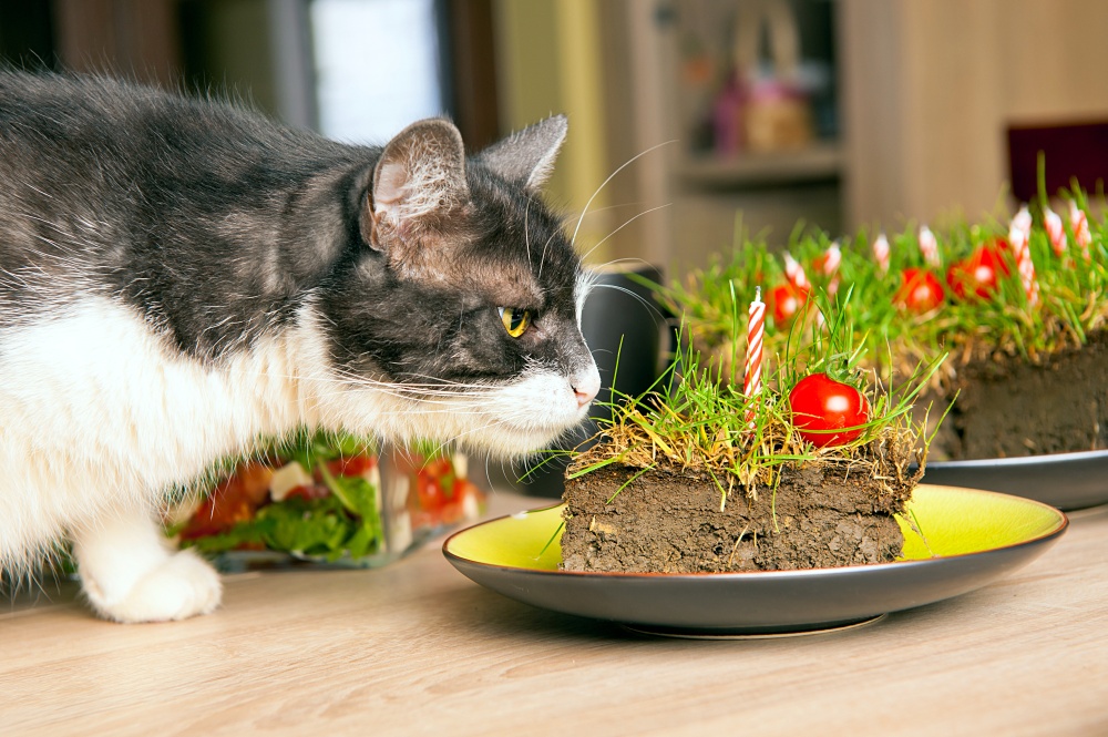 10 запахов, которые привлекают кошек: запахи, которые им нравятся (а некоторые они не любят)