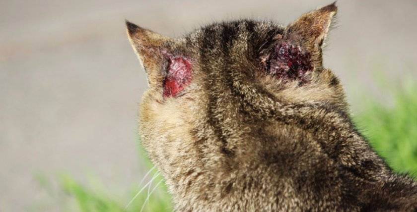 Подкожные клещи у кошки (демодекоз). причины, симптомы и лечение