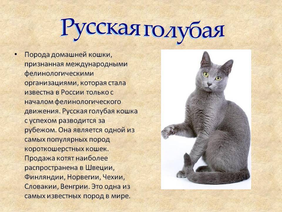 Породные стандарты русской голубой кошки