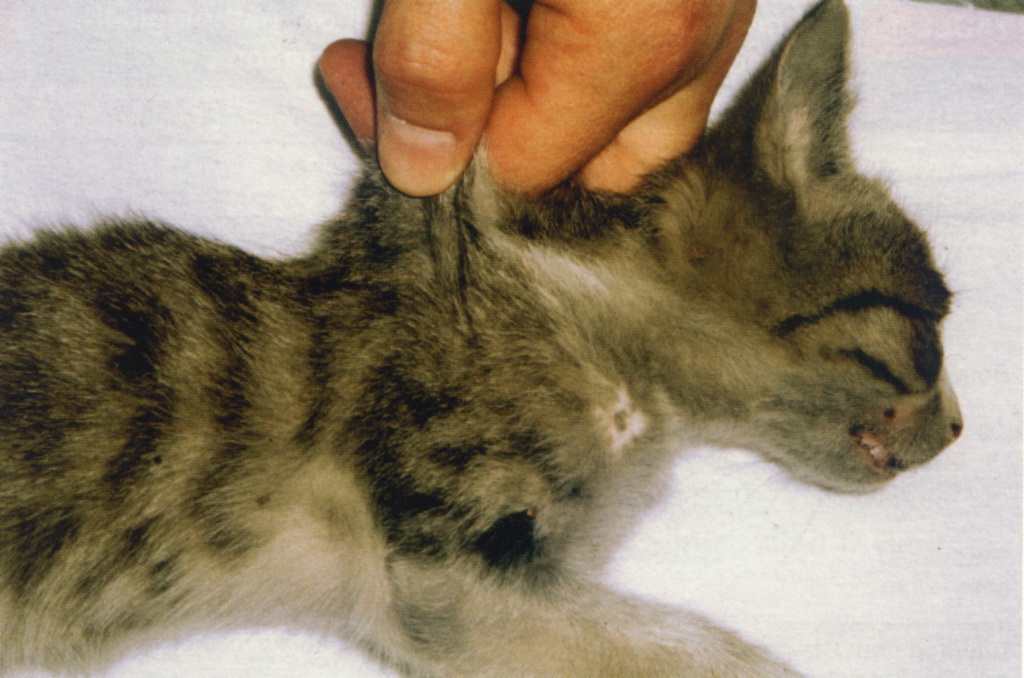 Все об короновирусном и парвовирусном энтерите у котов: симптпоматика и лечение