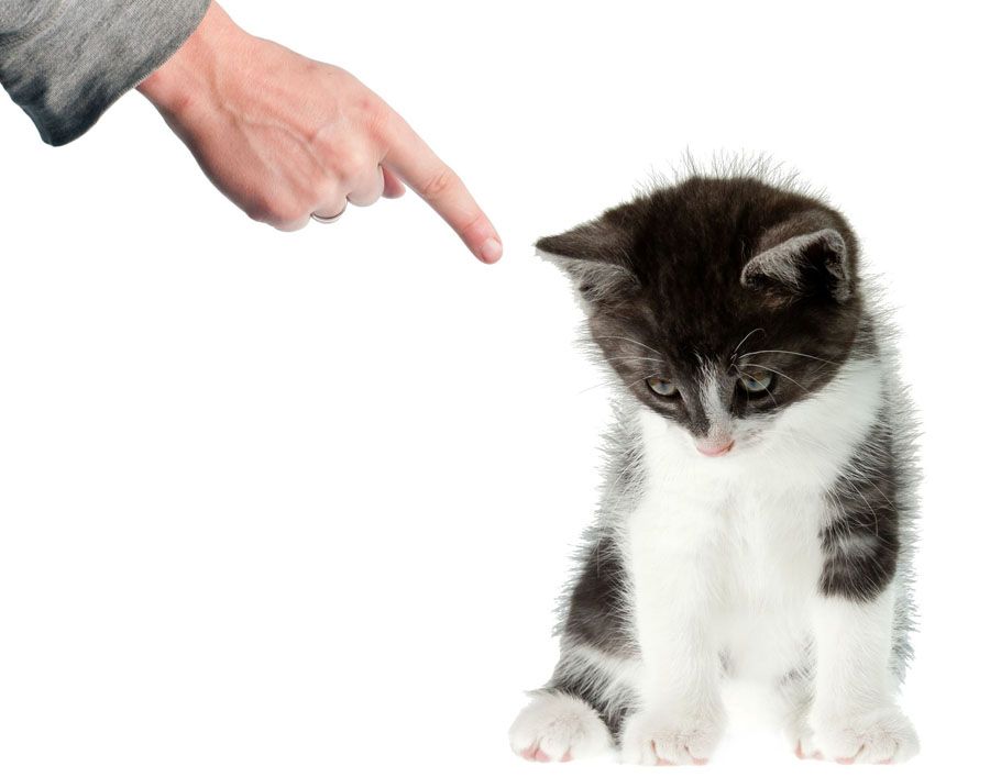 Как правильно наказывать кошку?