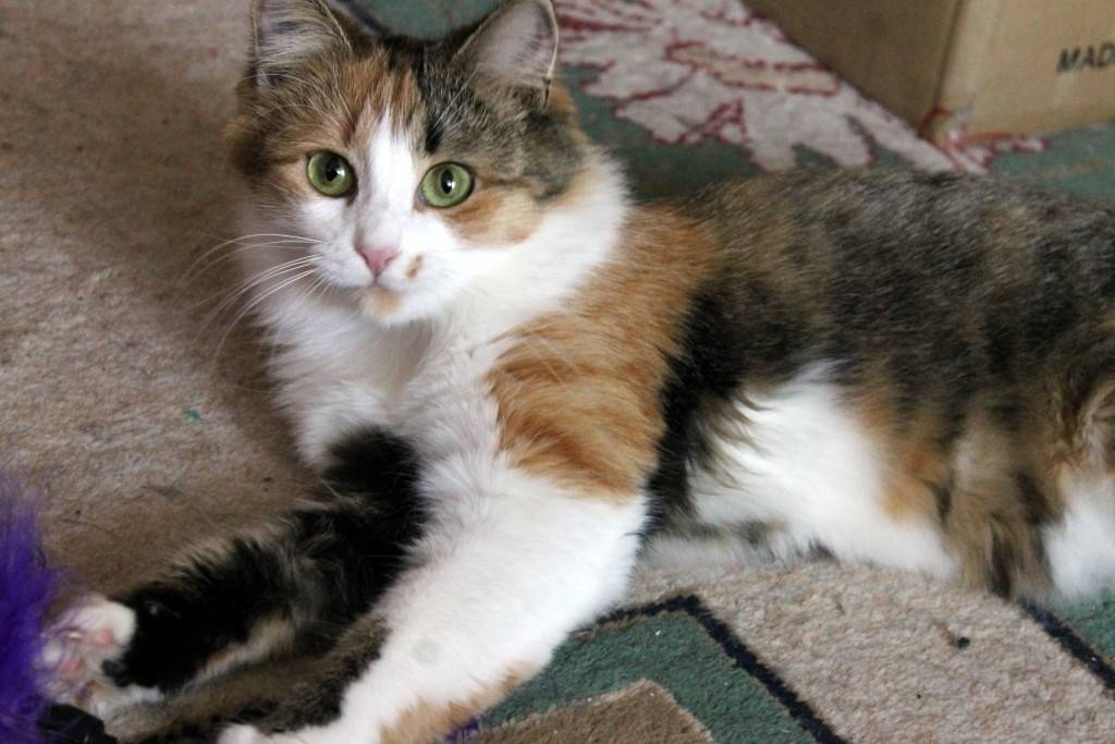 Какие котята родятся у трехцветной кошки. Сибирская трехшерстная. Кошка длинношерстная трехцветная беспородная. Сибирская трехшерстная кошка. Трёхцветная кошка Крысолов.