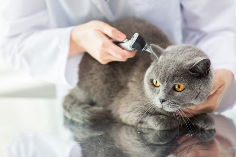 Лишай у кошек: причины, разновидности, симптомы, и методы лечения