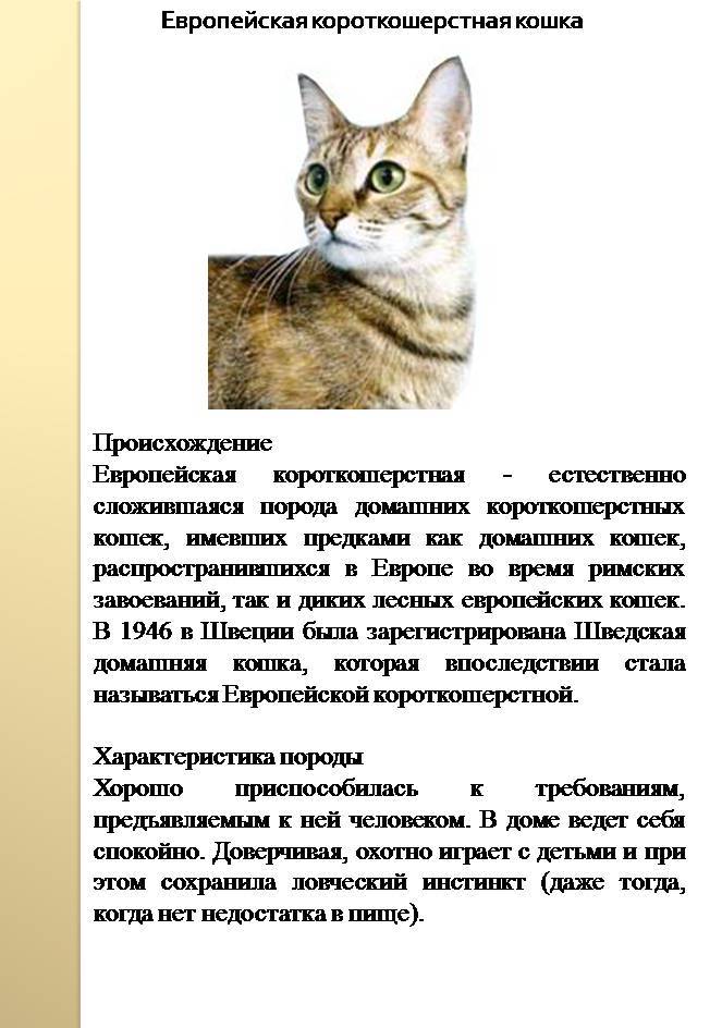 Анатолийская кошка: фото, описание породы, характер, достоинства и недостатки, сколько стоит