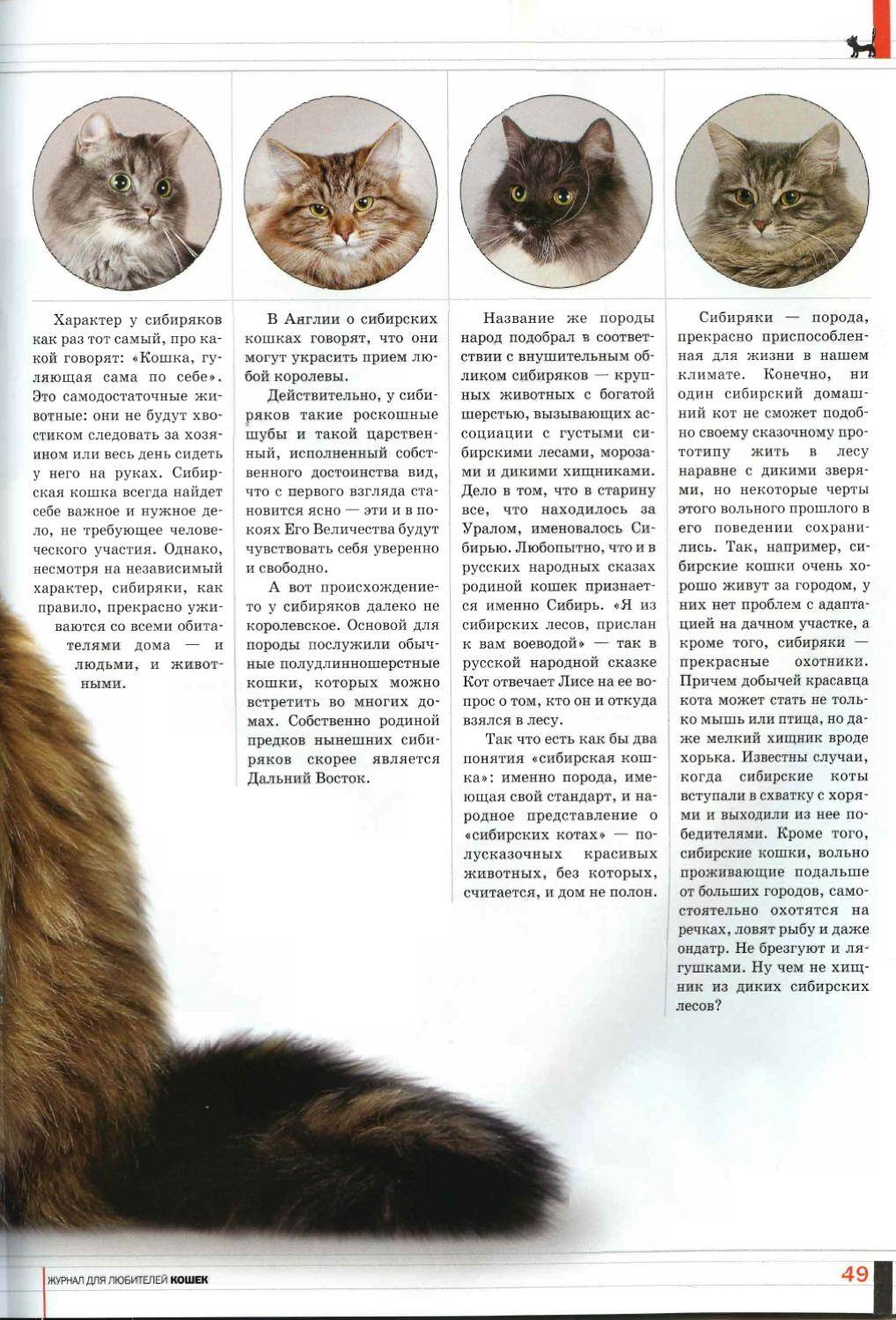 Сибирская порода кошек характер