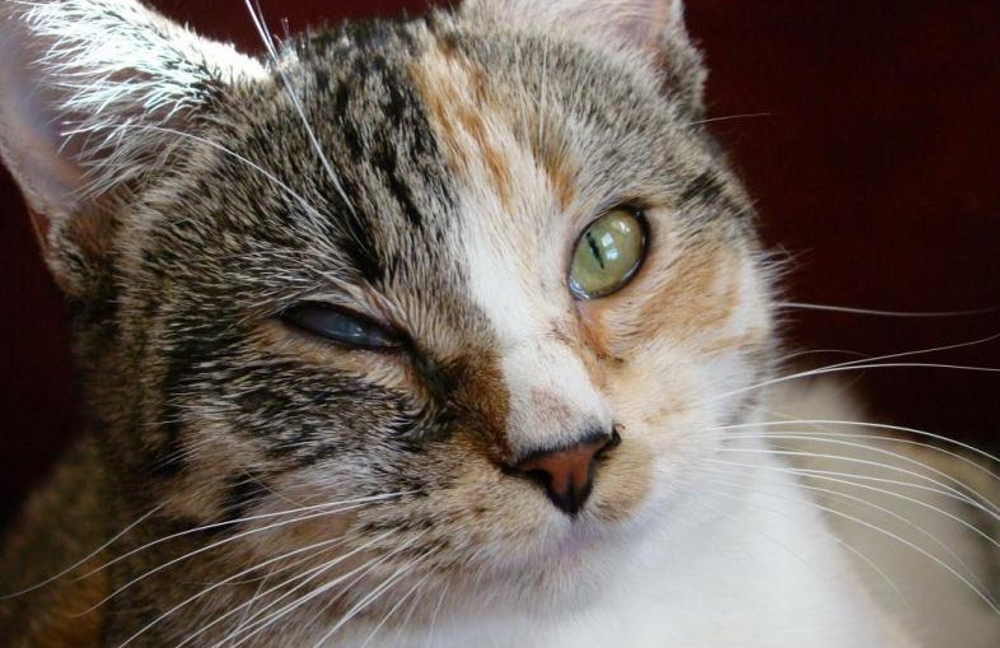 Ринотрахеит у кошек: симптомы и лечение