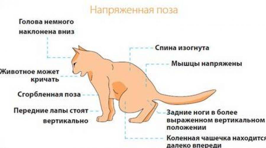 Успокоить кошку во время течки: разными способами