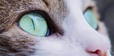 Как видят кошки цвета и людей? ответы эксперта