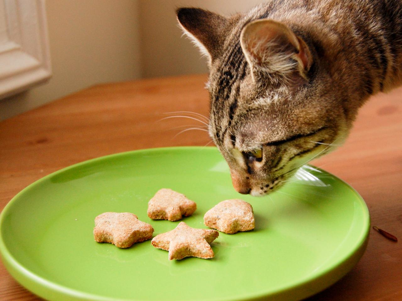 Чем кормить кошку - кормами или натуральной едой вся правда о правильном пи...