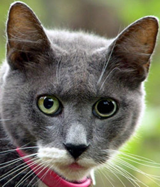 У кота разные по размеру зрачки – у кошки один зрачок больше другого