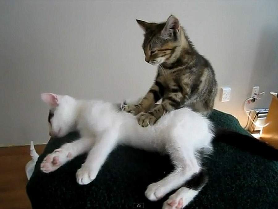 Зачем кошки мнут лапами человека, почему коты перебирают одеяло, делают массаж лапками - блог о животных - zoo-pet.ru