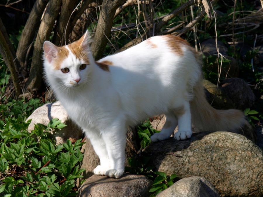 Персидская кошка – флегматичный аристократ