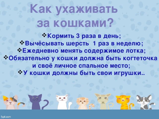 3 правила кошек. Правила ухода за кошкой. Как ухаживать за кошкой. КПК ухаживать за кошками. Правило уходаза кошкай.