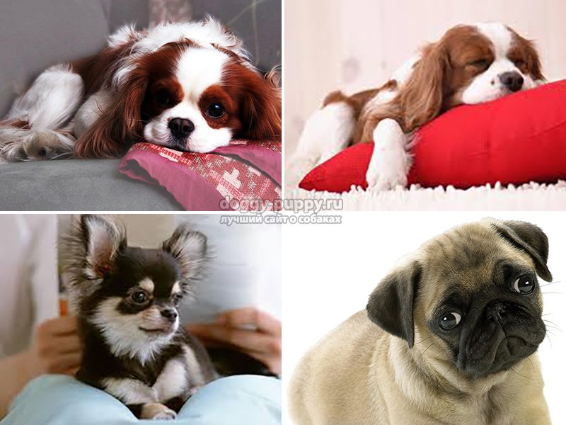 Сторожевые породы собак с фото для частного дома и квартиры
