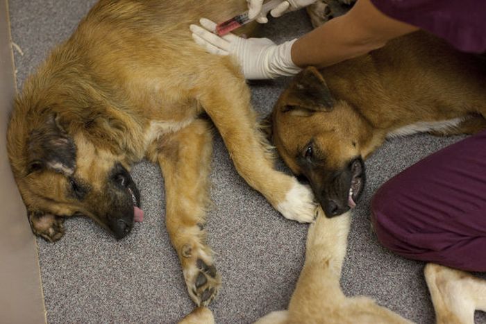 Как усыпить собаку: сколько стоит, чем провести эвтаназию в домашних условиях