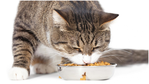 Как правильно выбрать корм для кошки: учимся читать состав