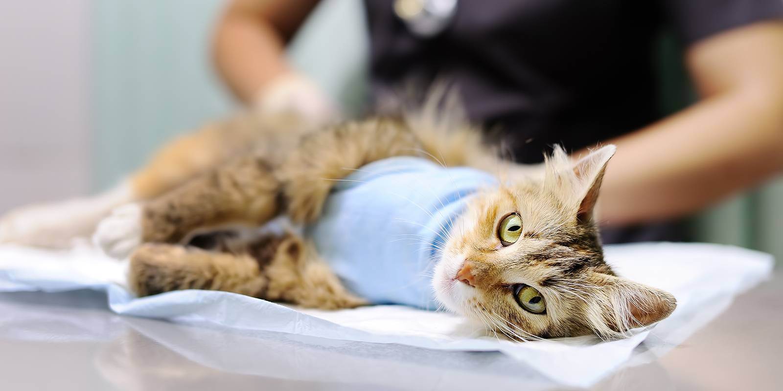Нужно ли стерилизовать кошку, если она не рожала и живет в квартире?