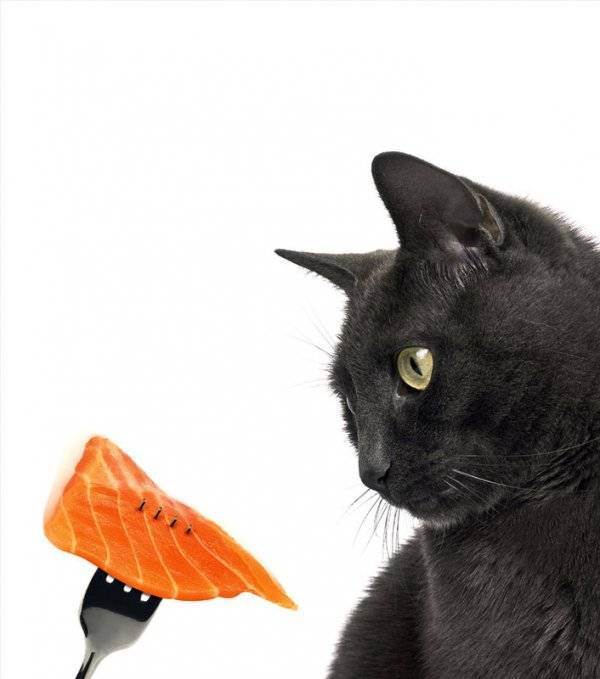 Почему кот, кошка или котенок постоянно много ест, но не наедается и просит добавки даже после еды?