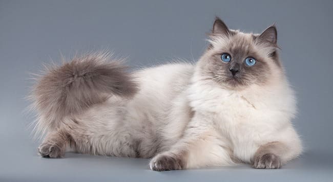 Невская маскарадная кошка: фото, описание, характер, содержание, отзывы