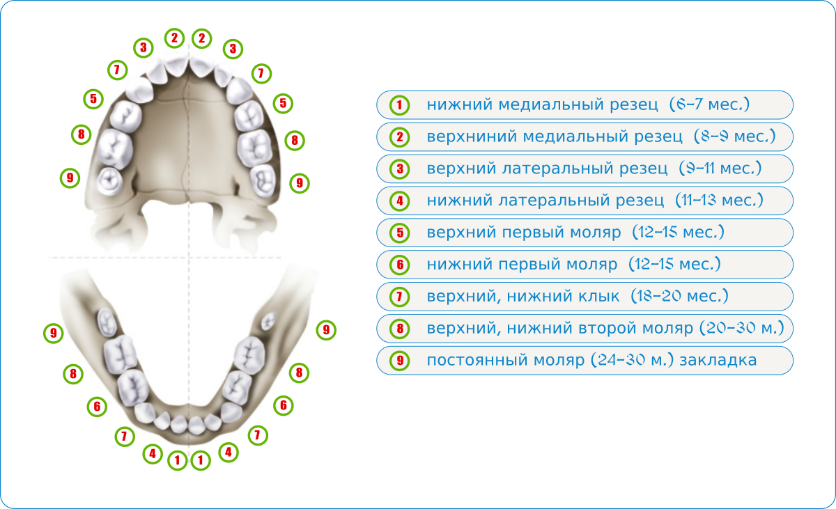 Как выпадают молочные зубы у детей схема выпадения фото и описание