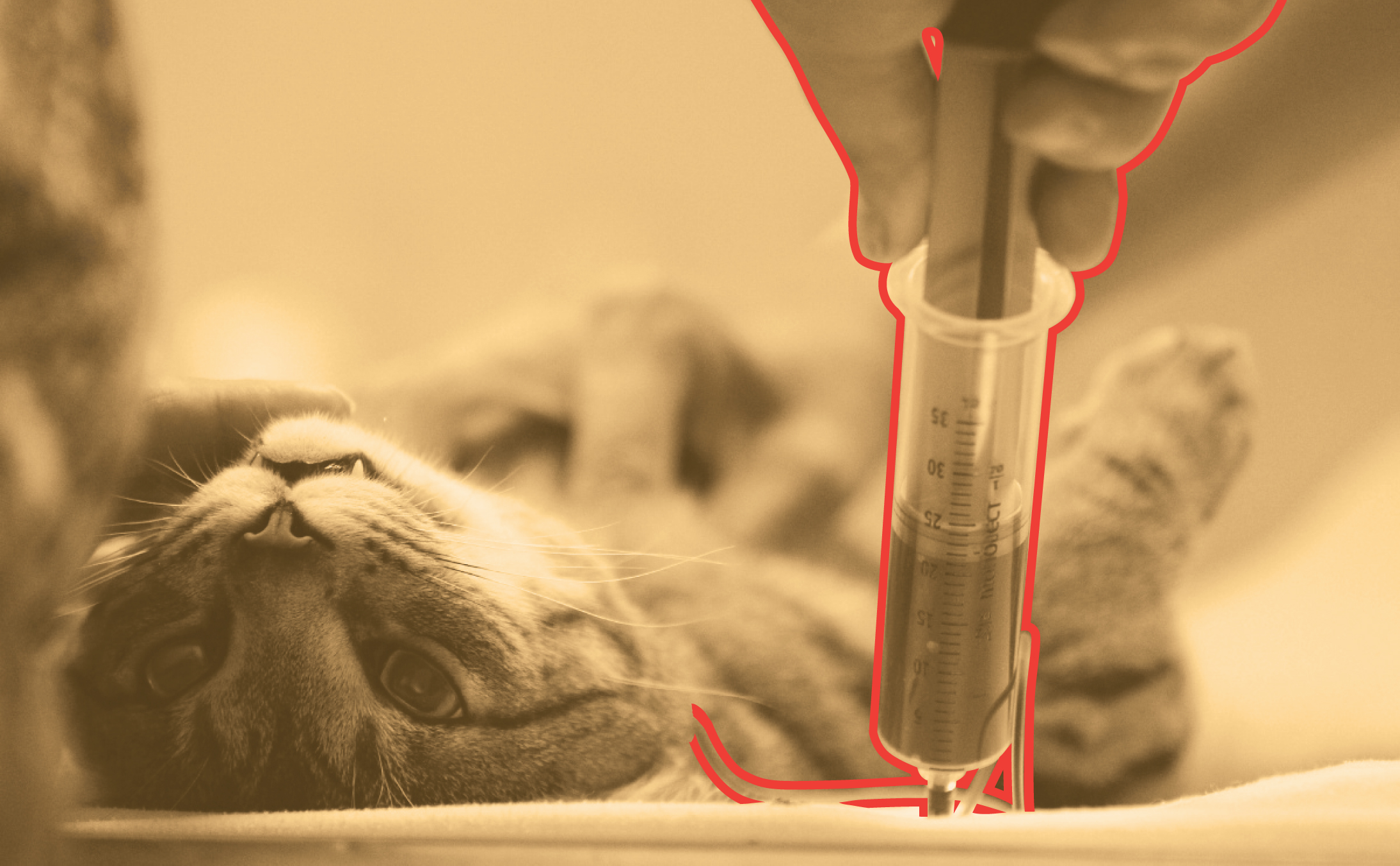 Взятие крови у кошки: забор, цена, на дому