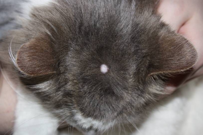 Папилломы у кошек — все о "бородавках" от ветеринара