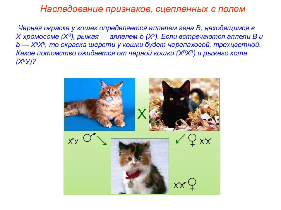 Ген короткой шерсти а у кошек доминирует. Генетика пола презентация. Генетика кошек. Задача по генетике с трехцветными кошками. Генотип трехцветной кошки.