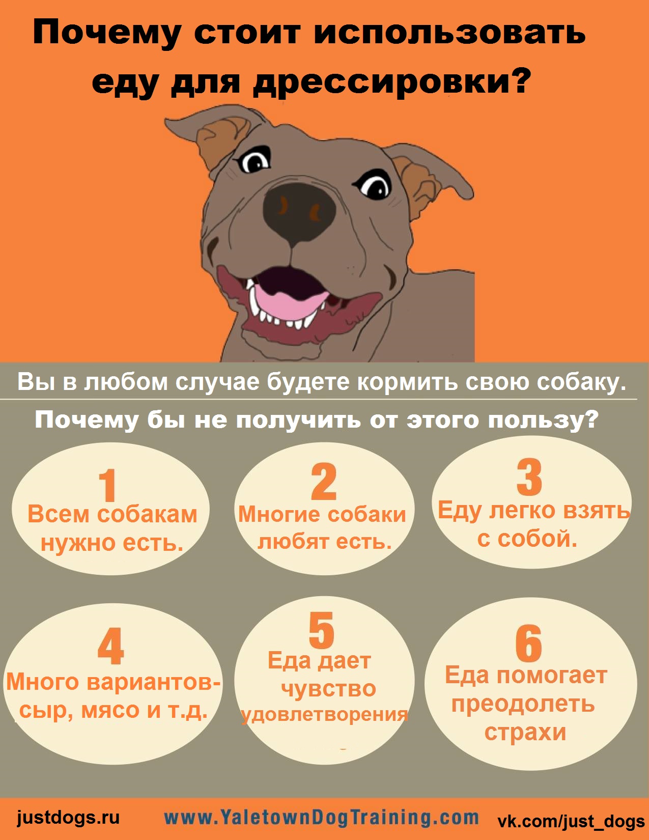 Что надо купить собаке. Инфографика собаки. Полезные советы для животных. Полезная информация для собачников. Советы для владельцев домашних животных.