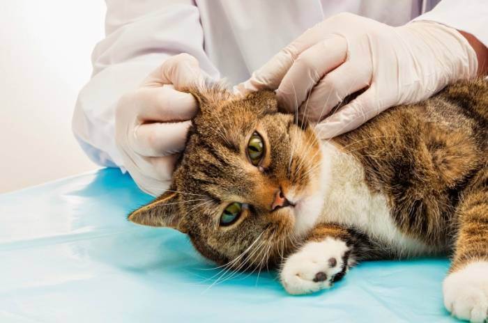 Как почистить уши коту или кошке в домашних условиях, чем чистить их взрослому животному или котенку в профилактических и лечебных целях