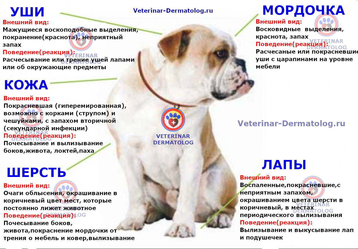 Дерматомикоз у собаки: симптомы и лечение (+фото)