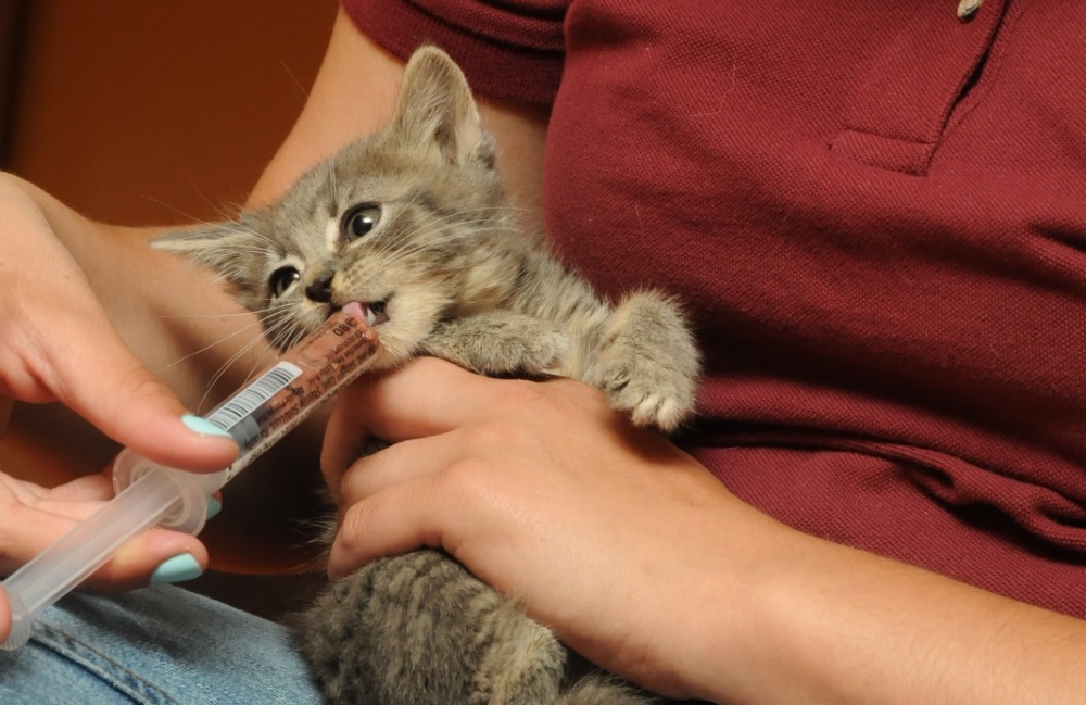 Вазелиновое масло при запорах у кошек