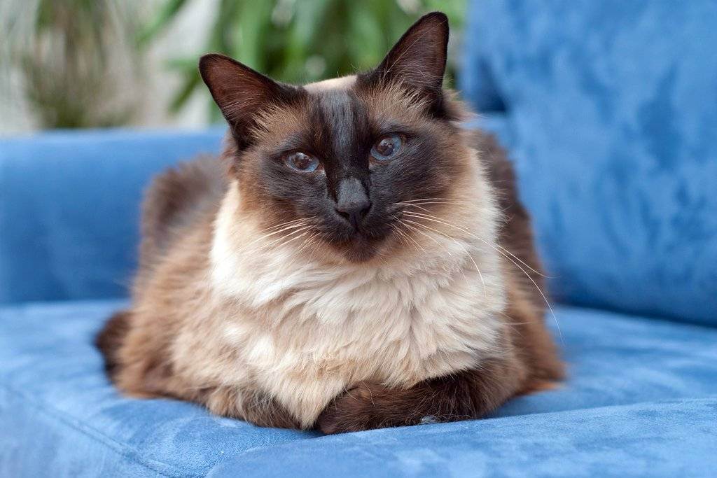 Балинезийская (балинез) кошка: подробное описание, фото, купить, видео, цена, содержание дома