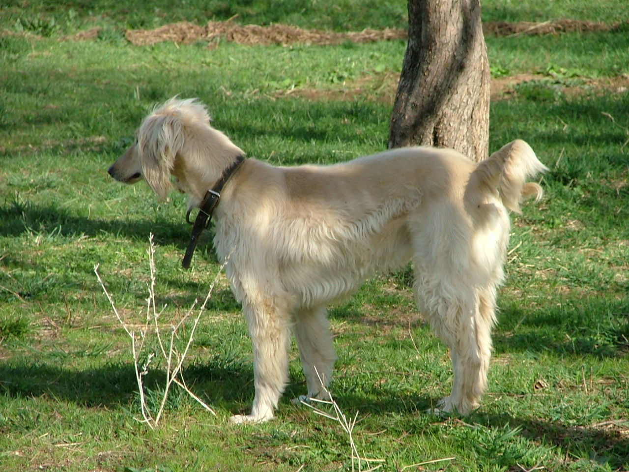 Что за порода собак тайган, одну из которых подарили путину? | природа | общество
