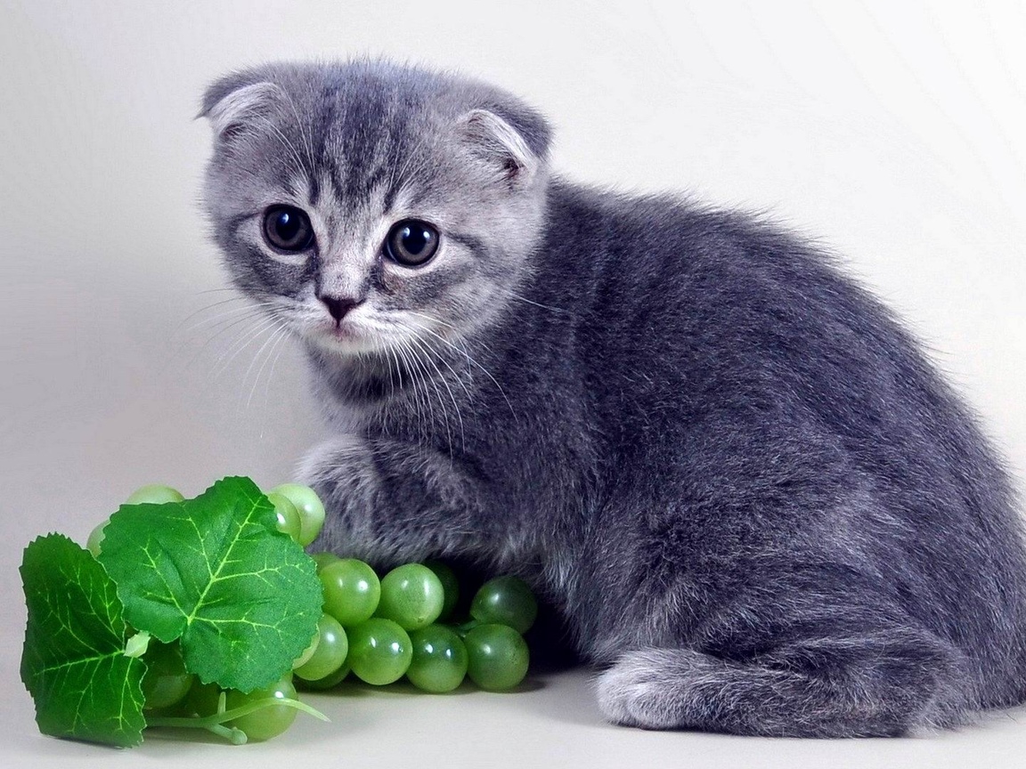 Чем кормить шотландскую прямоухую кошку? корм для шотландских прямоухих котят в 2 месяца, особенности смешанного питания. как правильно кормить беременных кошек и кастрированных котов?