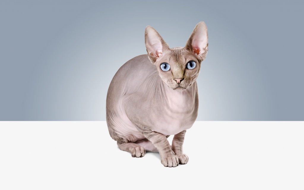 8 самых умных пород кошек - лайфхакер