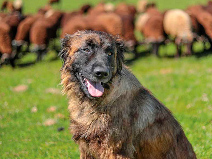 Немецкая овчарка фото, описание породы, характер, отзывы, видео, питание, болезни, уход