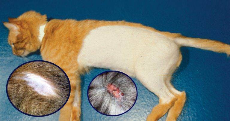 Гиперпаратиреоз у кошек: симптомы и лечение