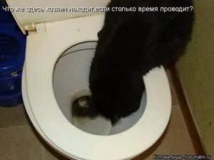 Частые походы в туалет по-маленькому понемногу у кошек и котов: причины