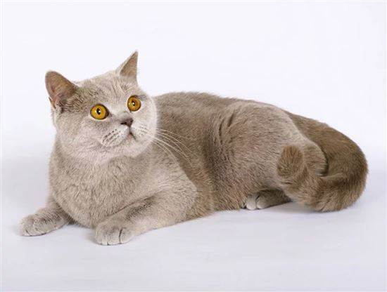 Белый окрас у британских котов и кошек